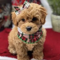 EXTENSIVELY HEALTH TESTED F1 Cavoodle puppies for salr