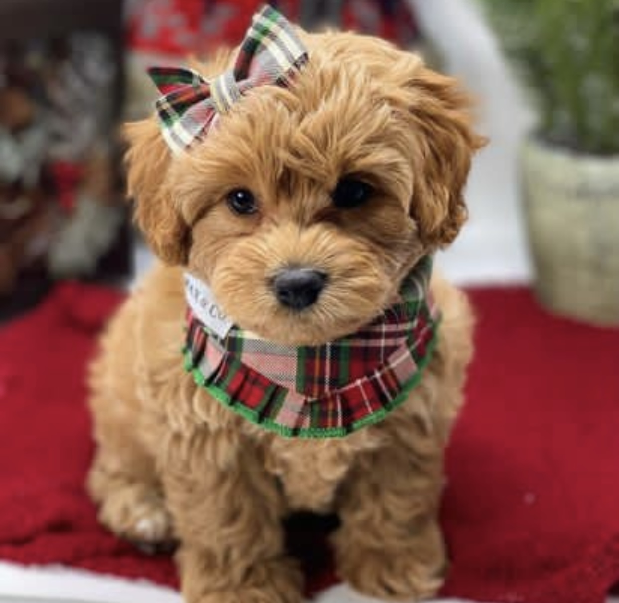 EXTENSIVELY HEALTH TESTED F1 Cavoodle puppies for salr