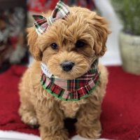 EXTENSIVELY HEALTH TESTED F1 Cavoodle puppies for salr