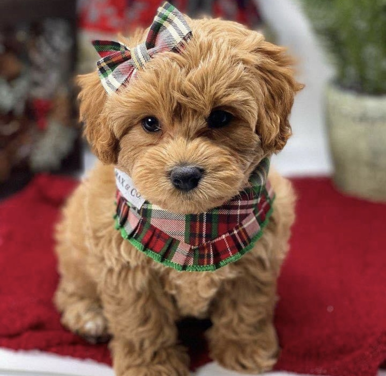 EXTENSIVELY HEALTH TESTED F1 Cavoodle puppies for salr