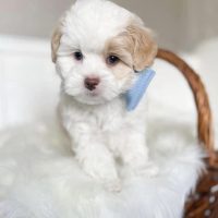 EXTENSIVELY HEALTH TESTED F1 Cavoodle puppies for salr