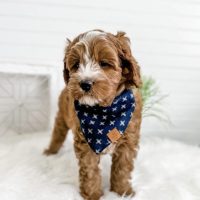 Stunning litter of cavoodle puppies for sale