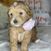 Stunning litter of cavoodle puppies for sale