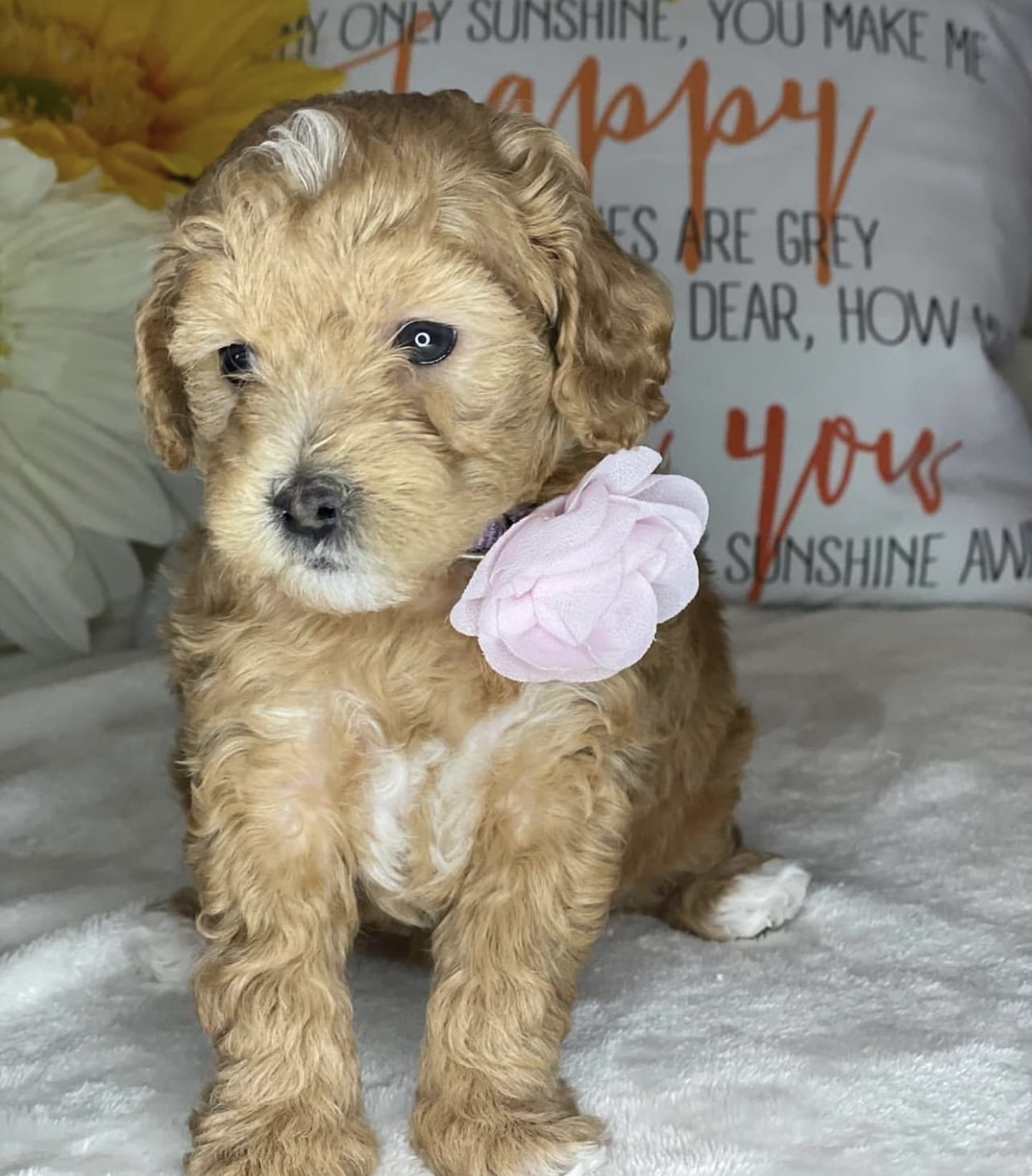 Stunning litter of cavoodle puppies for sale