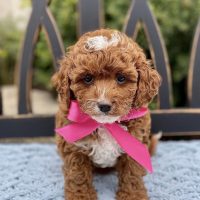 Stunning litter of cavoodle puppies for sale