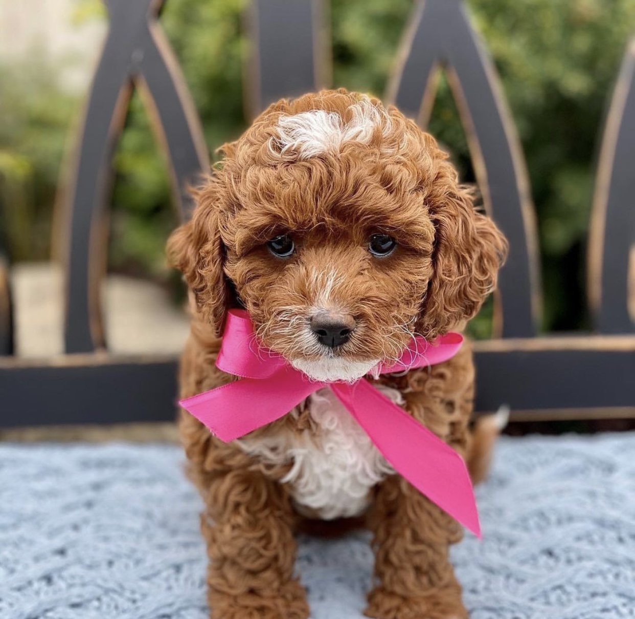 Stunning litter of cavoodle puppies for sale