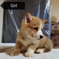 Pembrokeshire Corgi puppies Available