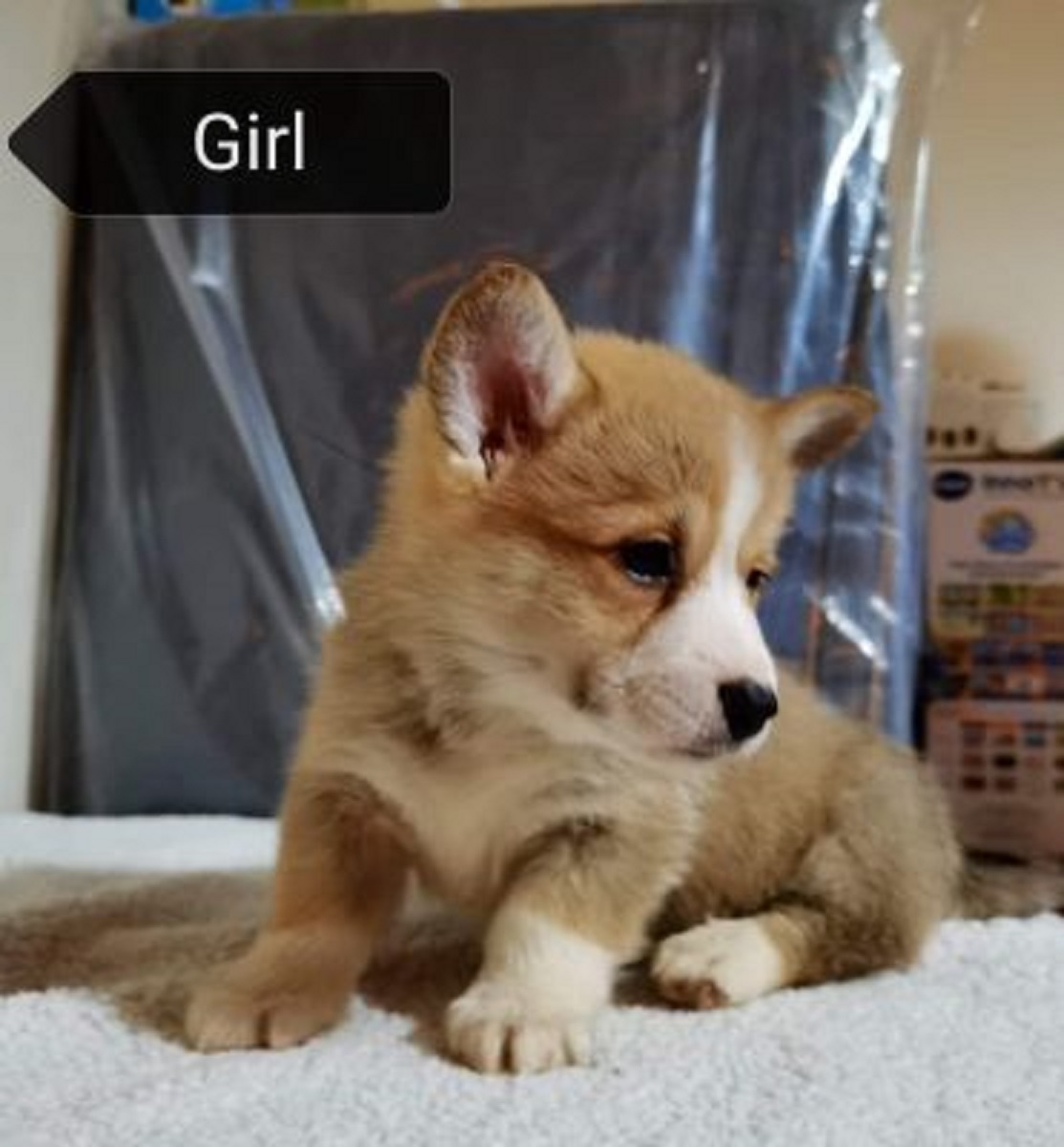 Pembrokeshire Corgi puppies Available