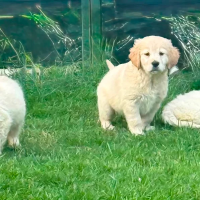 Gorgeous AKC Reg Golden Retriever Puppies
