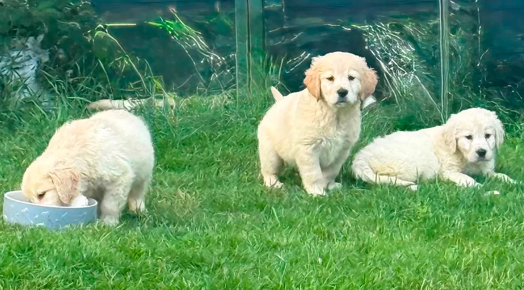 Gorgeous AKC Reg Golden Retriever Puppies