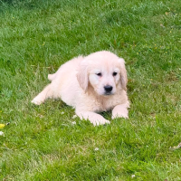 Gorgeous AKC Reg Golden Retriever Puppies