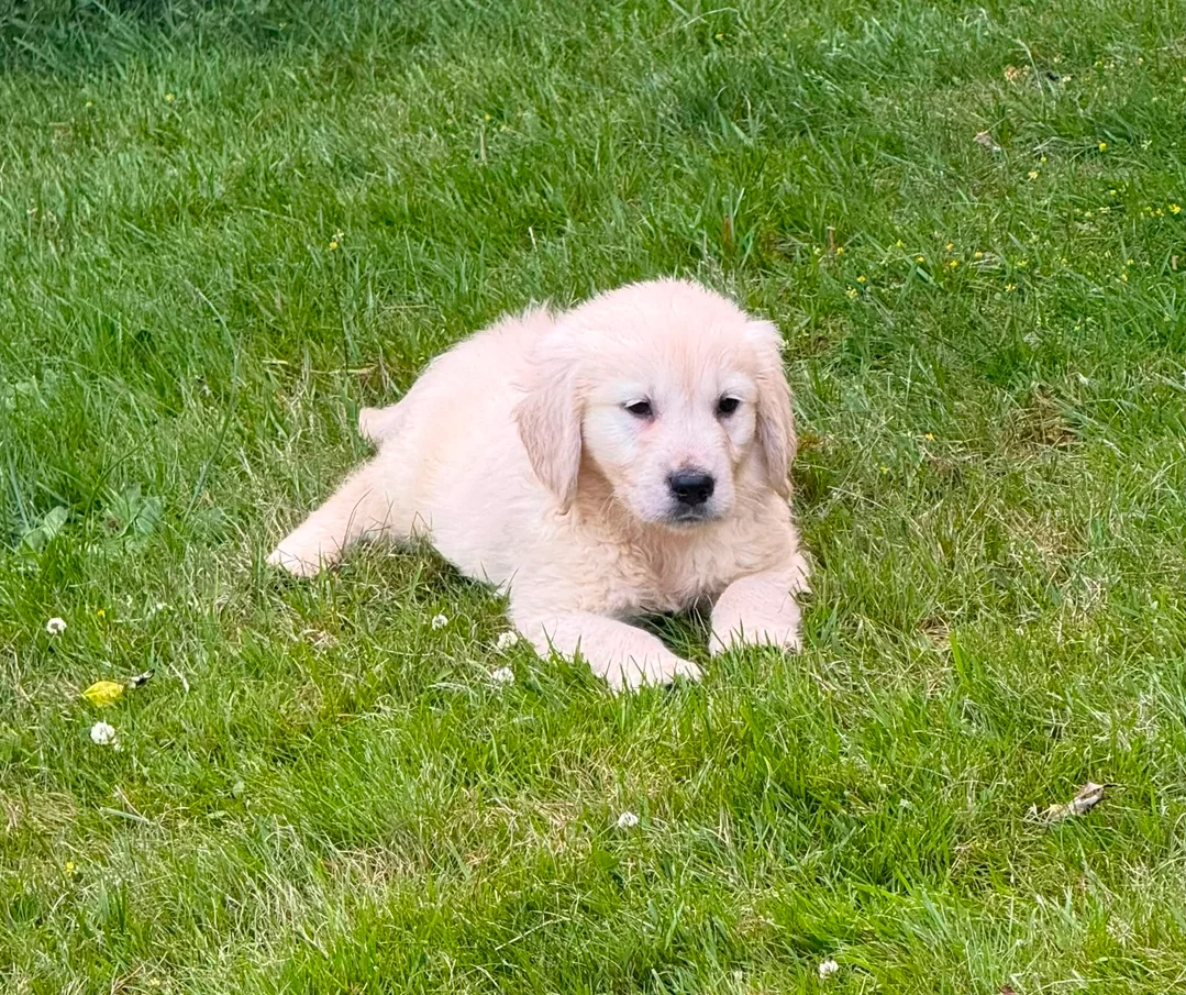 Gorgeous AKC Reg Golden Retriever Puppies