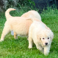 Gorgeous AKC Reg Golden Retriever Puppies