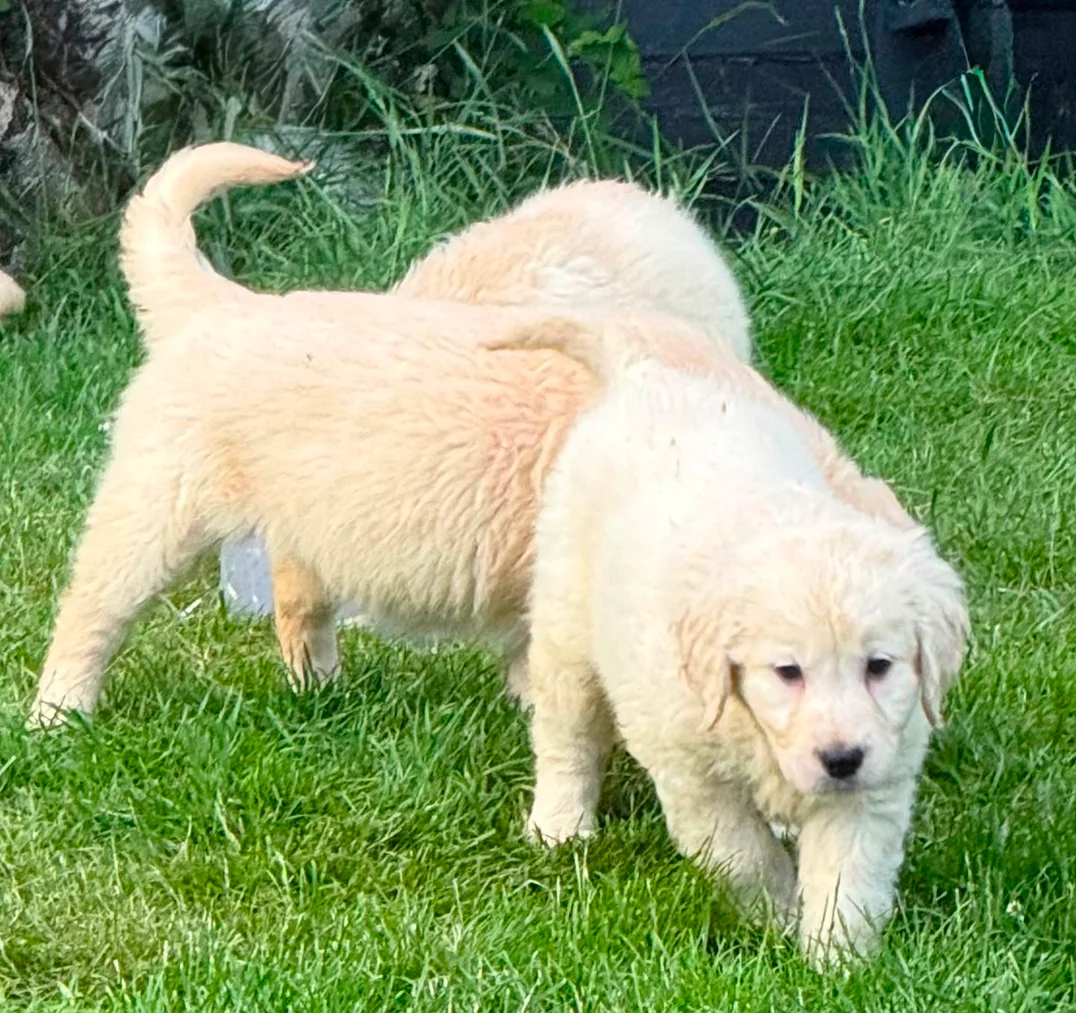 Gorgeous AKC Reg Golden Retriever Puppies