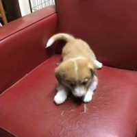 Pembrokeshire Corgi puppies Available