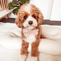 F2 Cavoodle Puppies – 2 Males & 2 Females
