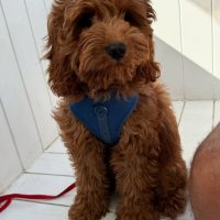 F2 Cavoodle Puppies – 2 Males & 2 Females