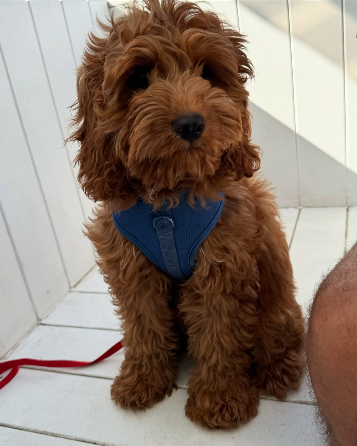 F2 Cavoodle Puppies – 2 Males & 2 Females