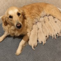 Available Golden Retriever Puppies for sale