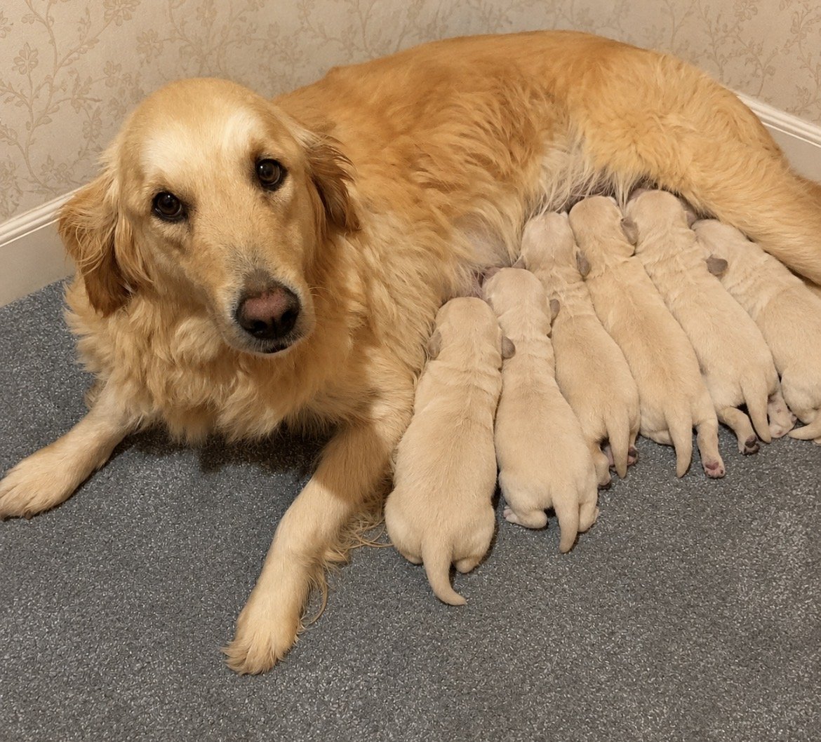 Available Golden Retriever Puppies for sale