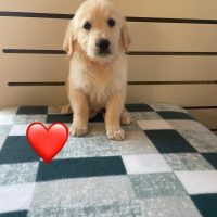 Available Golden Retriever Puppies for sale