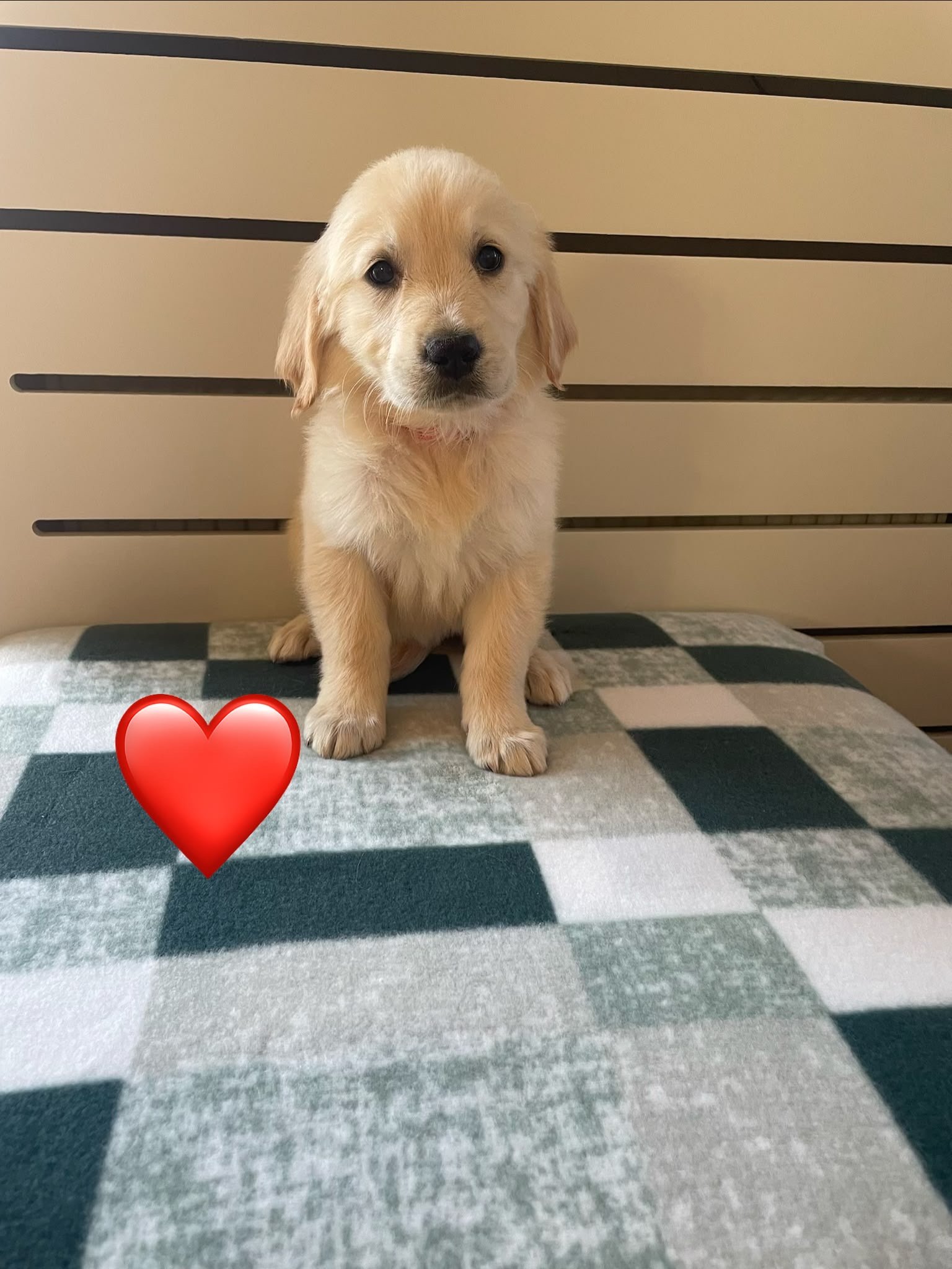 Available Golden Retriever Puppies for sale