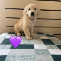 Available Golden Retriever Puppies for sale