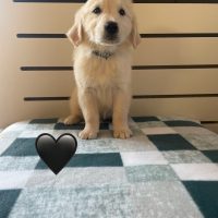Available Golden Retriever Puppies for sale