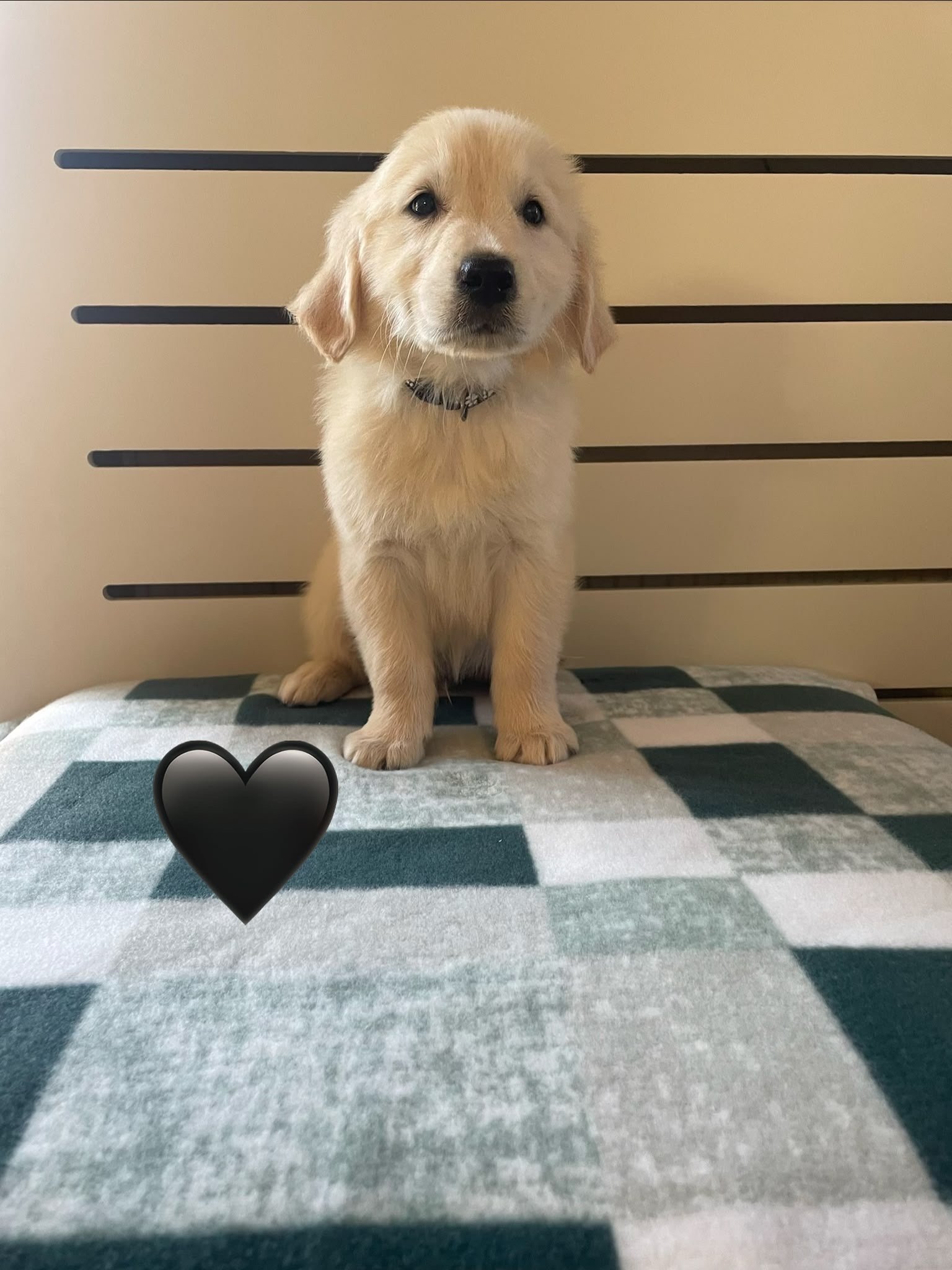 Available Golden Retriever Puppies for sale